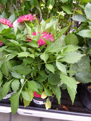 Lot 4170 - 2 assorted Dahlias