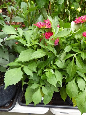 Lot 4171 - 2 assorted Dahlias