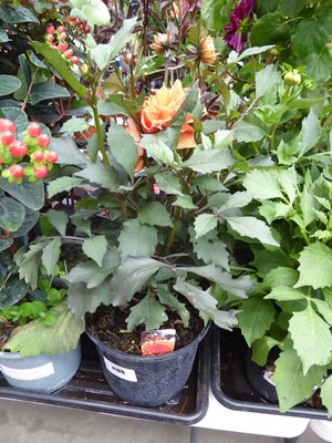 Lot 4169 - Dahlia Sincerity Bronze Orange