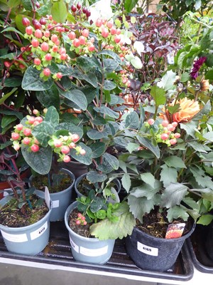 Lot 4172 - Hypericum Miracle Night and Hypericum Miracle...
