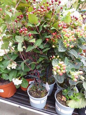 Lot 4173 - 2 Hypericums Miracle Night