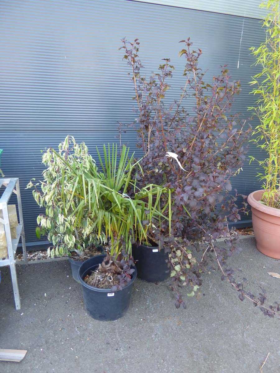 Lot 4283 - 3 assorted interior/exterior plants