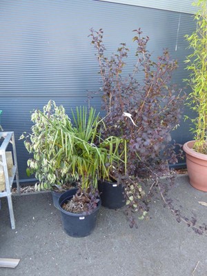 Lot 4283 - 3 assorted interior/exterior plants