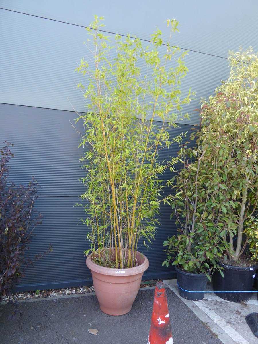 Lot 4284 - Large potted bamboo plant