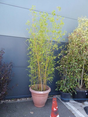 Lot 4284 - Large potted bamboo plant