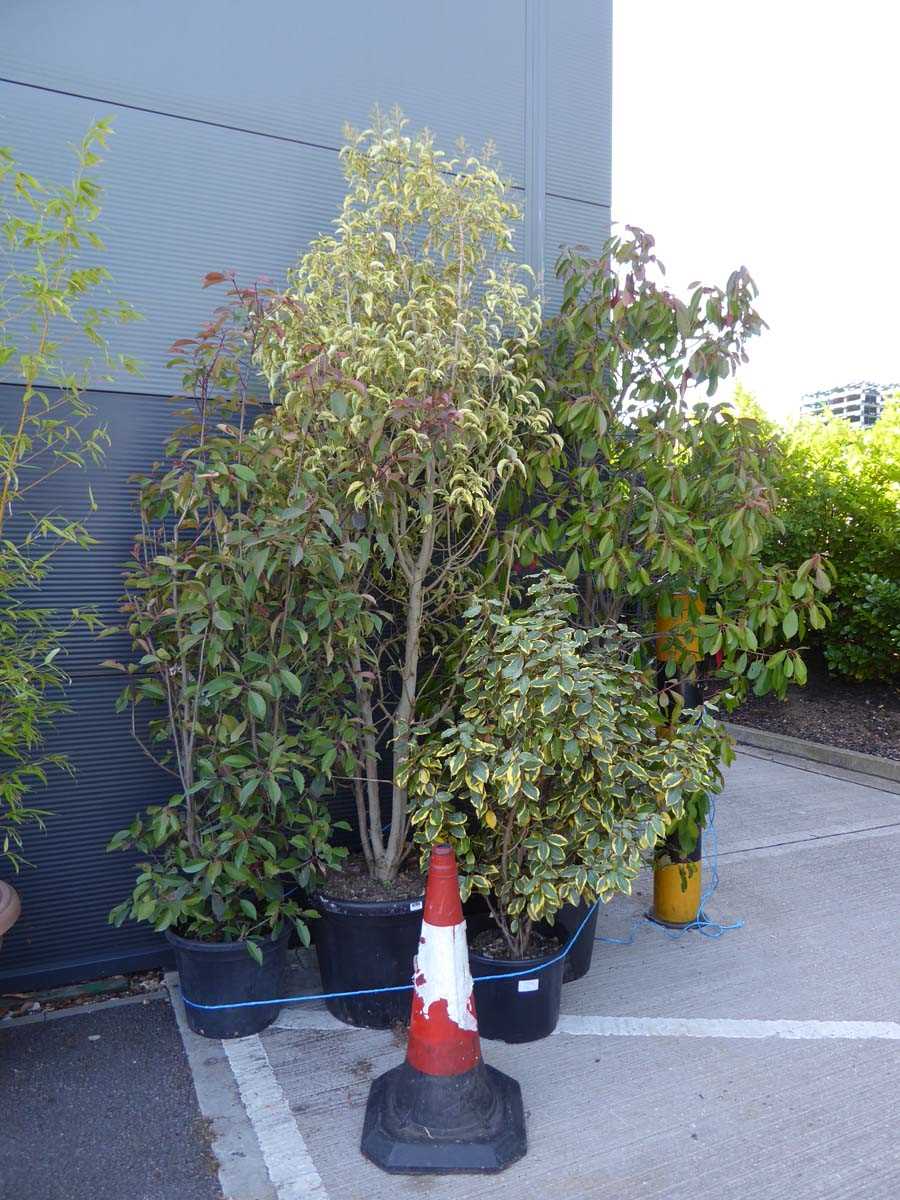 Lot 4285 - 4 assorted potted trees/plants to inculde a...