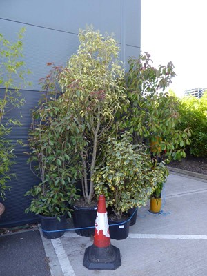 Lot 4285 - 4 assorted potted trees/plants to inculde a...