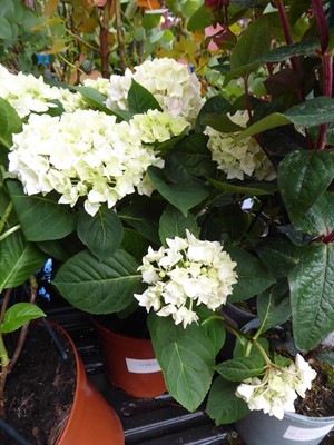 Lot 4174 - Hydrangea