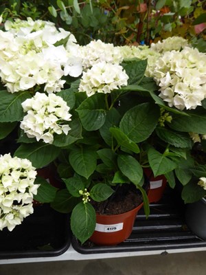 Lot 4175 - Hydrangea
