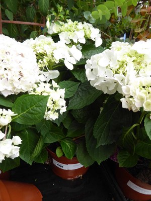 Lot 4176 - Hydrangea