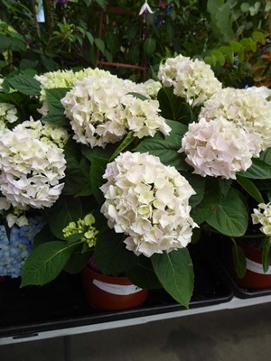 Lot 4177 - Hydrangea