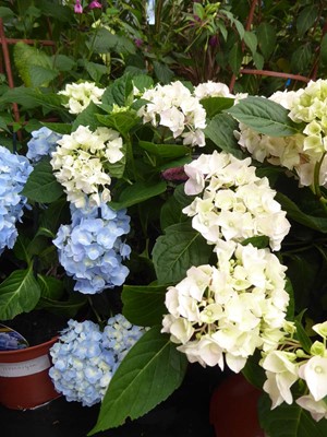 Lot 4178 - Hydrangea