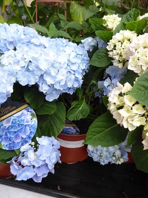 Lot 4179 - Hydrangea