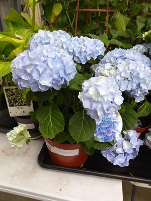 Lot 4180 - Hydrangea