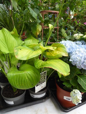 Lot 4181 - Hosta