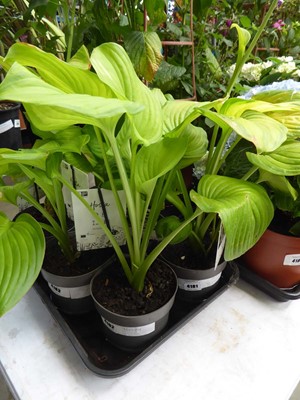 Lot 4182 - Hosta