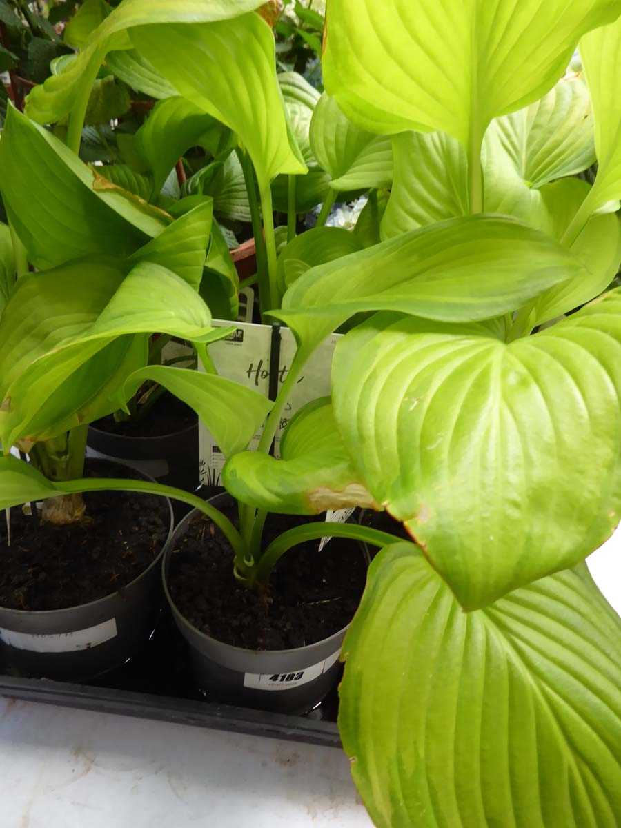 Lot 4183 - Hosta