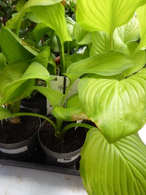 Lot 4183 - Hosta