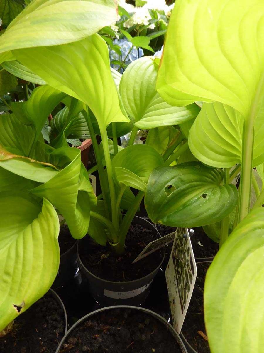 Lot 4184 - Hosta