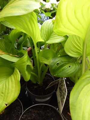 Lot 4184 - Hosta
