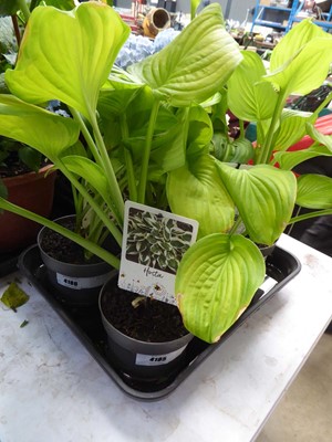 Lot 4185 - Hosta