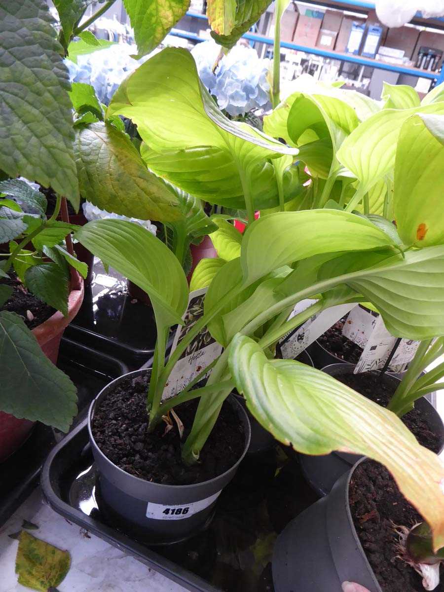 Lot 4186 - Hosta