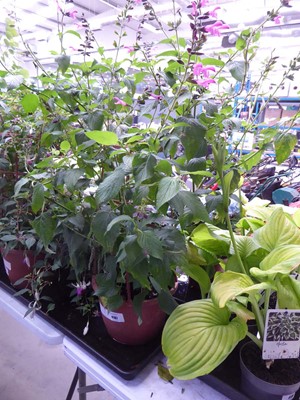 Lot 4187 - Large Trellis Salvia