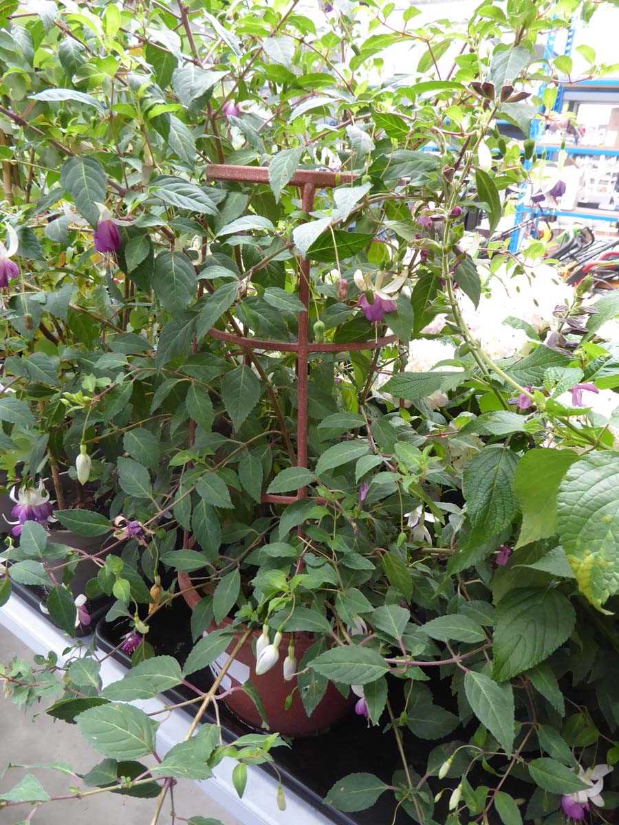 Lot 4188 - Large Trellis Fuchsia