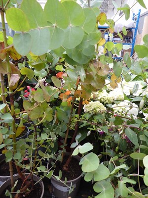 Lot 4190 - Eucalyptus Tree Silver Dollar