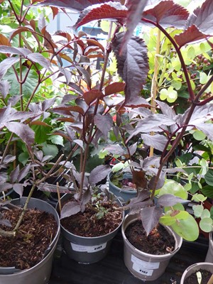 Lot 4193 - Sambucus Nigra