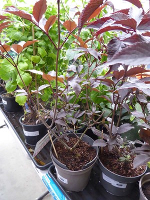 Lot 4194 - Sambucus Nigra