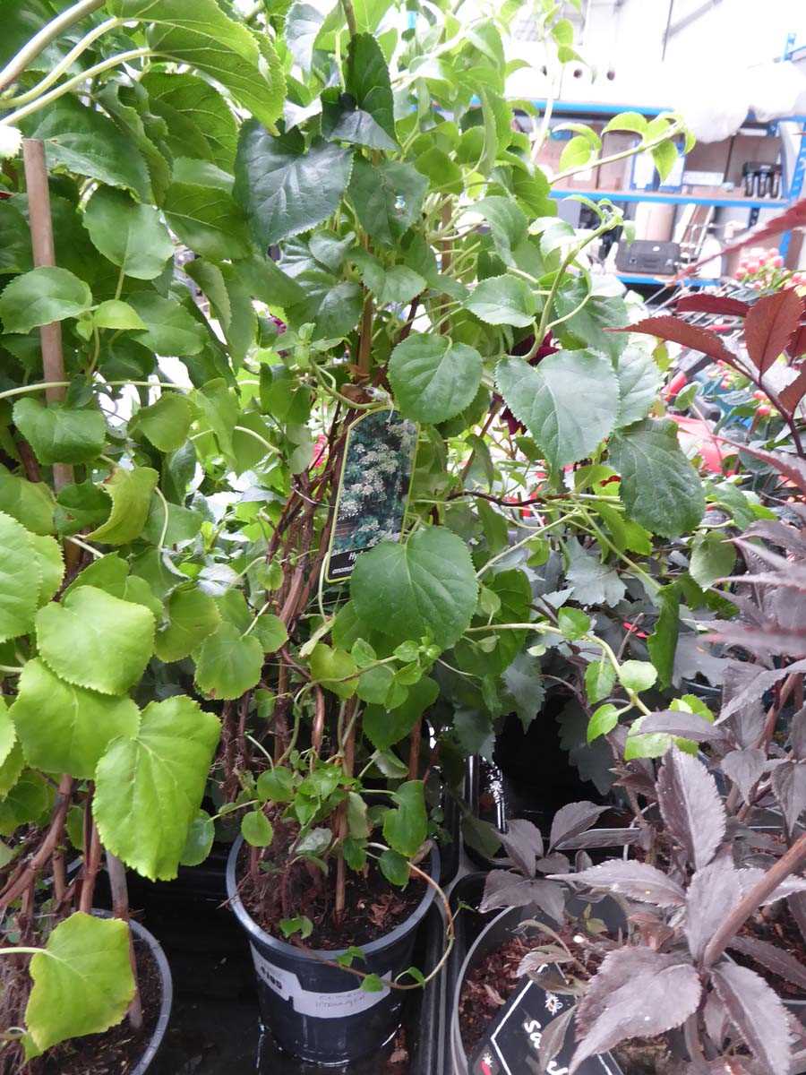Lot 4195 - Climbing Hydrangea