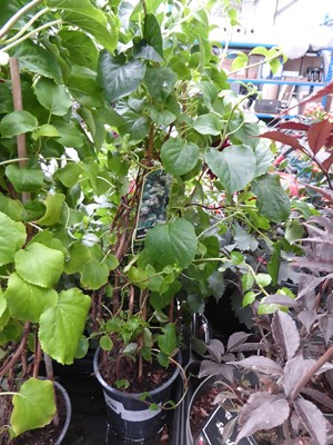 Lot 4195 - Climbing Hydrangea