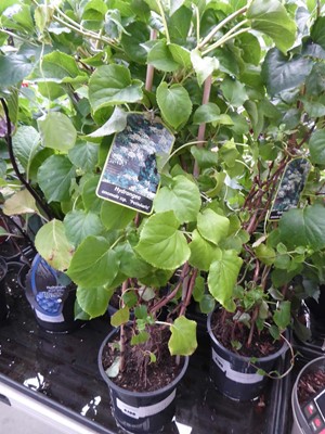 Lot 4196 - Climbing Hydrangea