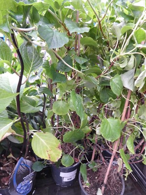Lot 4197 - Climbing Hydrangea