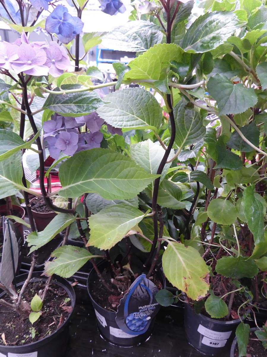 Lot 4198 - Hydrangea Black Steel