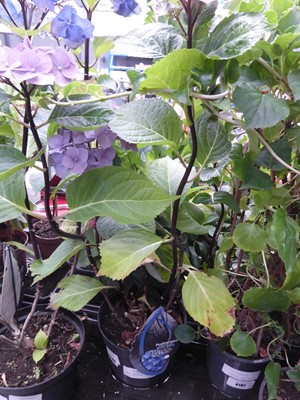 Lot 4198 - Hydrangea Black Steel