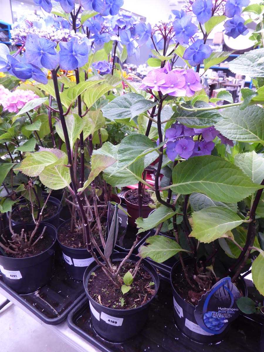 Lot 4199 - Hydrangea Black Steel