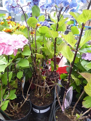 Lot 4200 - Hydrangea Black Steel