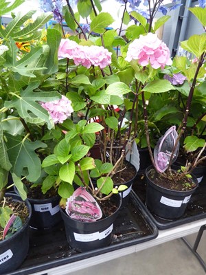 Lot 4201 - Hydrangea Zorro