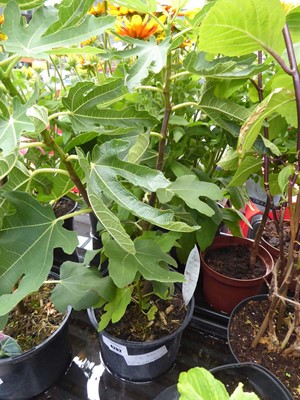 Lot 4202 - Fig Tree Brown Turkey