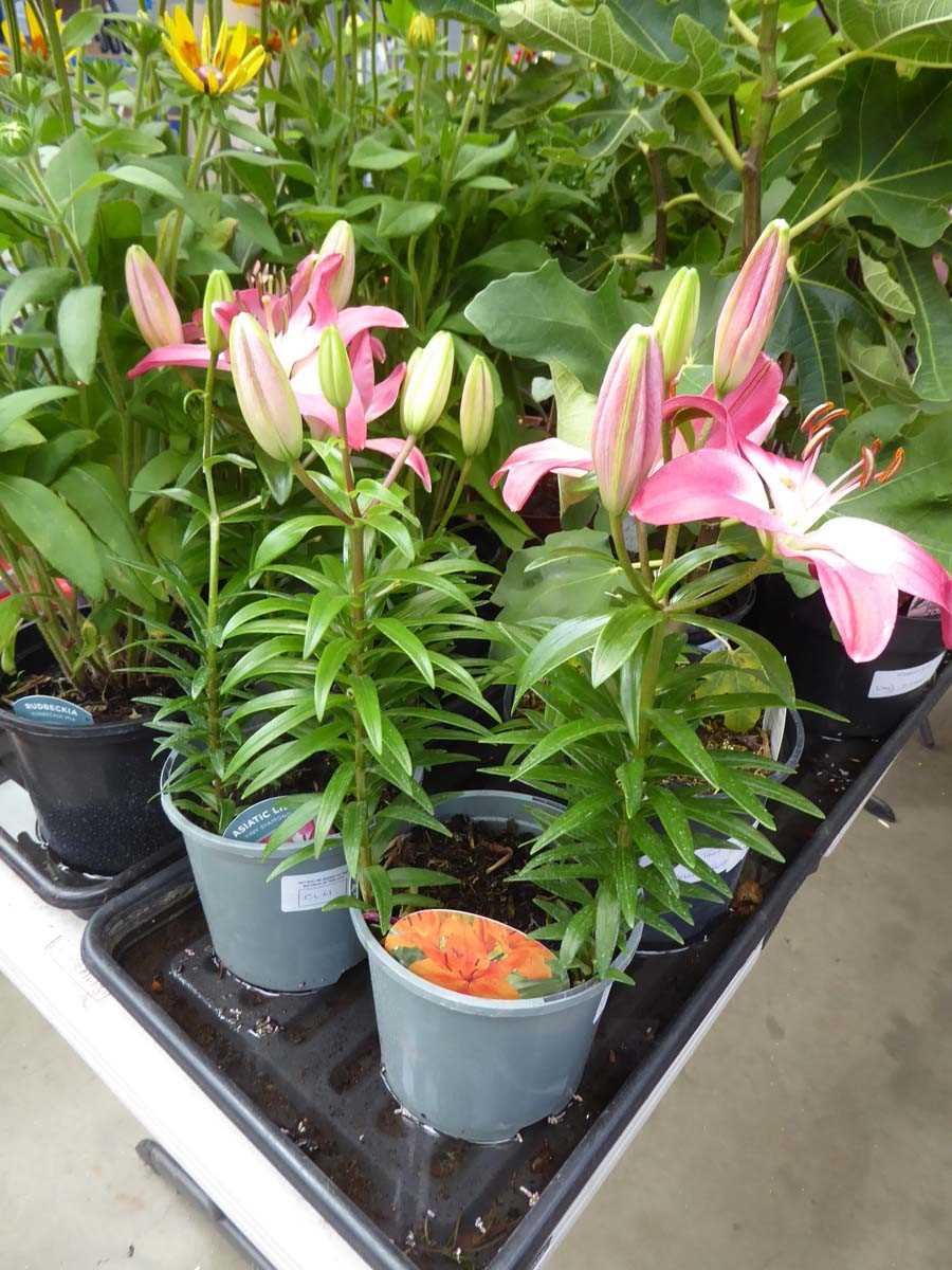 Lot 4204 - 2 Asiatic Lilies Tiny Diamond