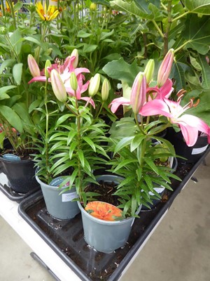 Lot 4204 - 2 Asiatic Lilies Tiny Diamond