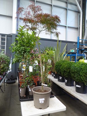 Lot 4205 - Standard Acer Crimson Queen