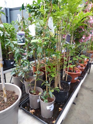 Lot 4206 - 2 Trachelospermum Jasminoides