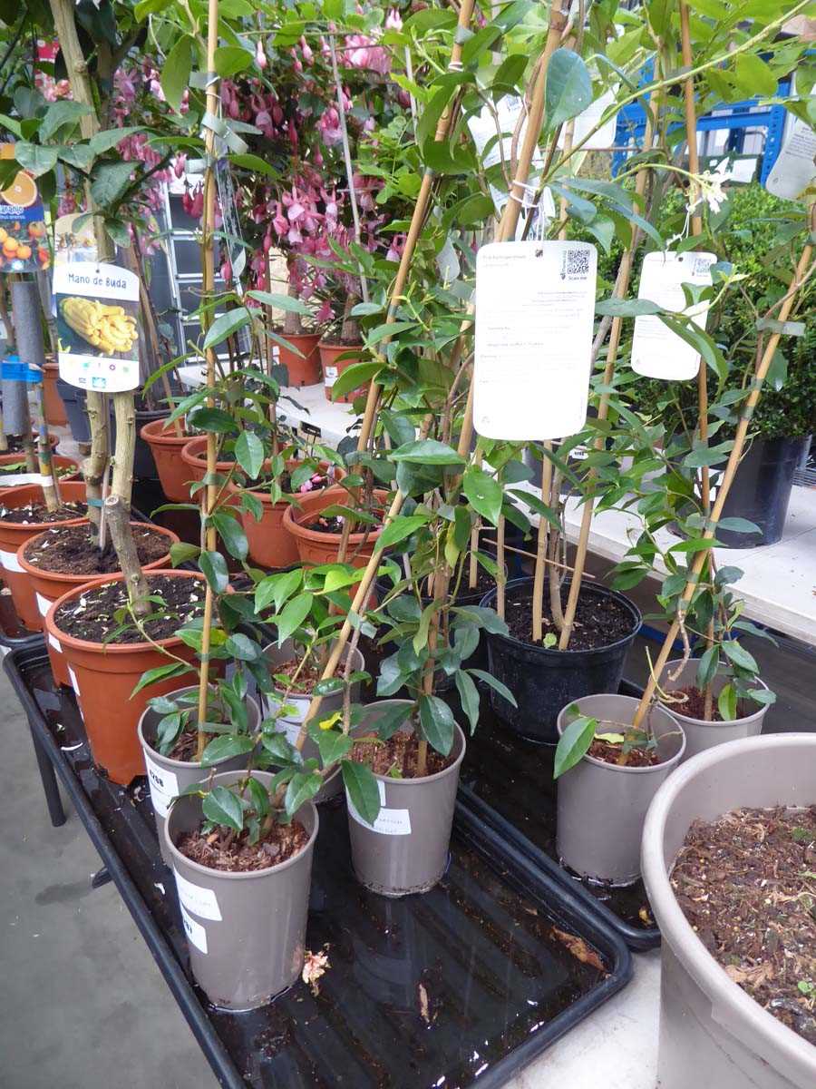 Lot 4207 - 2 Trachelospermum Jasminoides