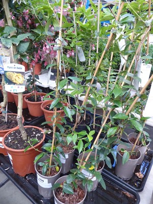 Lot 4208 - 2 Trachelospermum Jasminoides