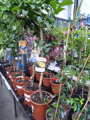 Lot 4209 - Exotic Citrus Fruit Tree Medic
