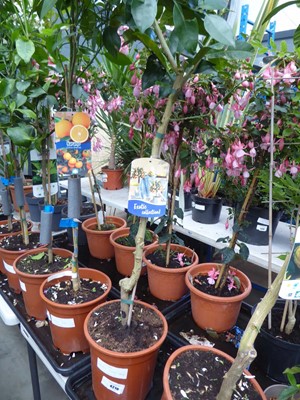 Lot 4210 - Exotic Citrus Fruit Tree Medic