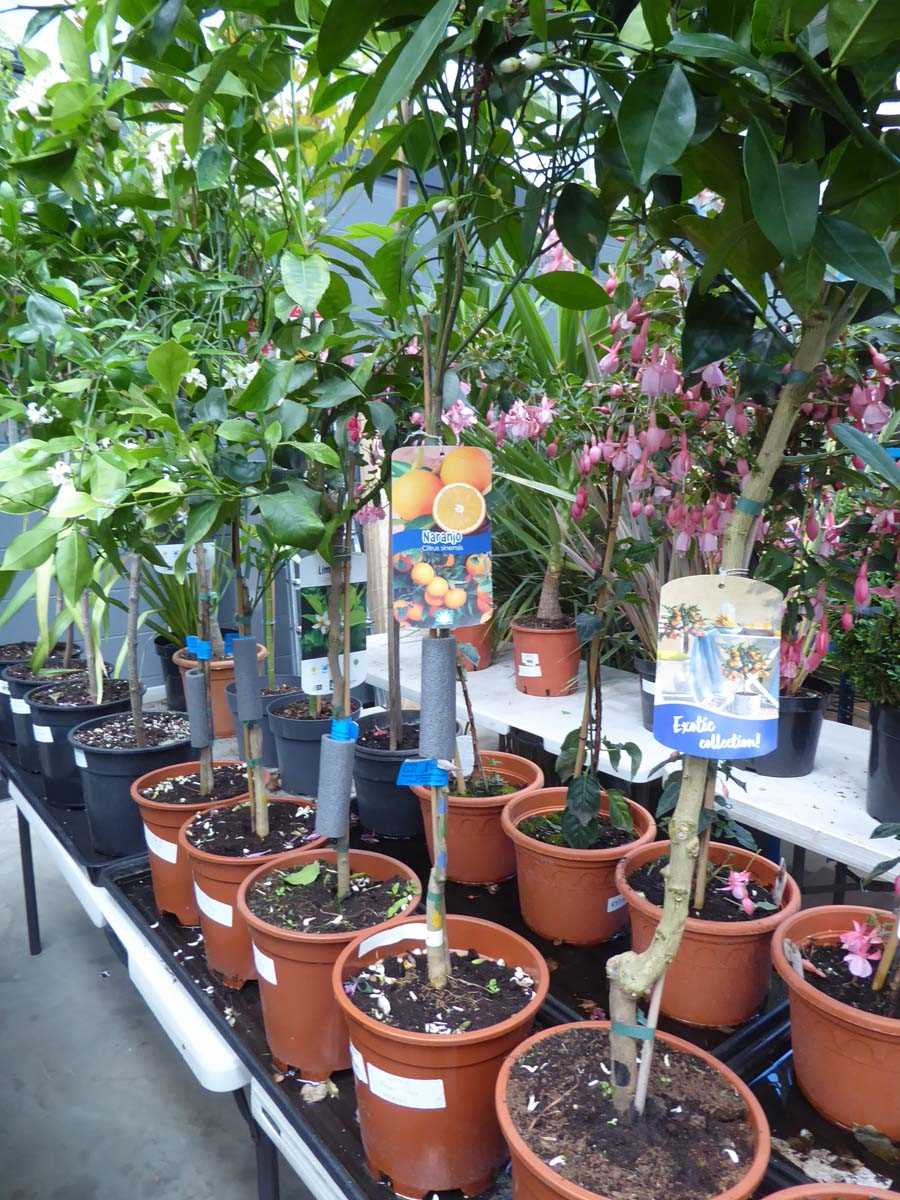 Lot 4211 - Citrus Fruit Tree Orange